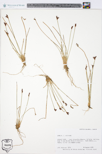 Juncus arcticus image