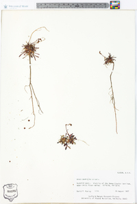 Rumex graminifolius image