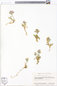 Polemonium boreale image