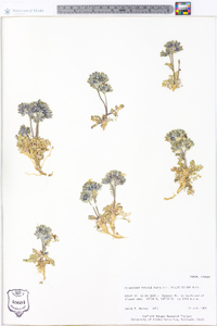 Polemonium boreale image