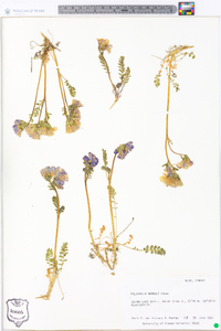 Polemonium boreale image