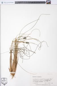 Eriophorum vaginatum image