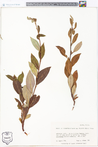 Salix planifolia image