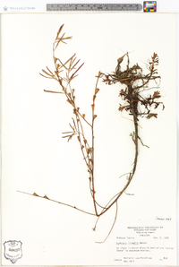 Ludwigia linearis image