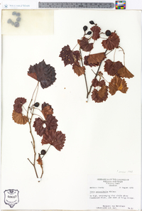 Vitis rotundifolia image