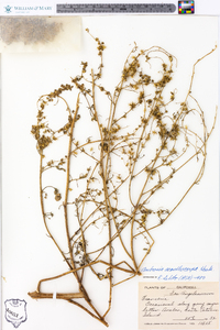 Ambrosia acanthicarpa image