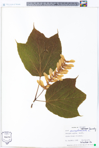 Acer pensylvanicum image