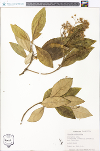 Olearia argophylla image