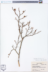 Vaccinium fuscatum image