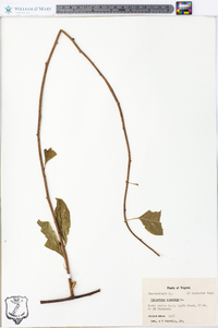 Celastrus scandens image