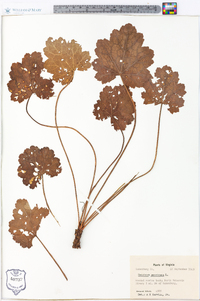 Heuchera americana image