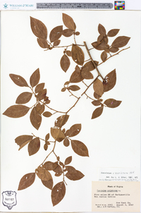 Vaccinium x marianum image