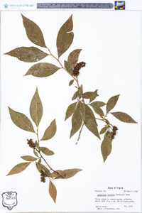 Leucothoe recurva image