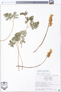 Dicentra cucullaria image