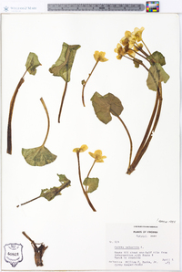 Caltha palustris image