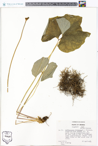 Jeffersonia diphylla image