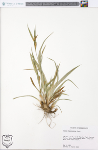 Carex flaccosperma image