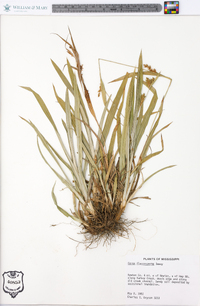 Carex flaccosperma image