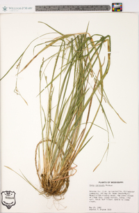 Carex striatula image