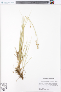 Carex reniformis image