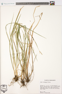 Carex striatula image