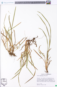 Carex abscondita image