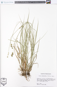 Carex reniformis image