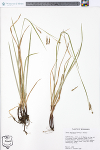 Carex oxylepis image