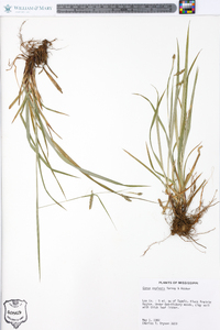 Carex oxylepis image