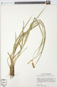 Carex laevivaginata image