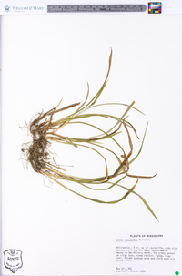 Carex abscondita image