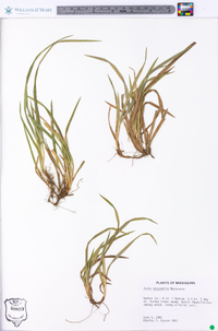 Carex abscondita image