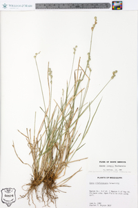 Carex longii image