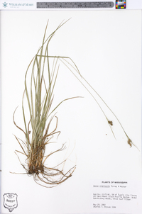 Carex complanata image