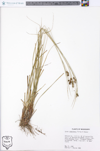 Carex complanata image