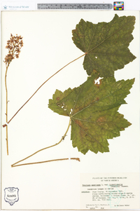 Heuchera americana image