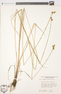 Carex suberecta image