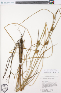 Carex bullata image