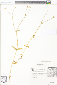 Valerianella chenopodiifolia image