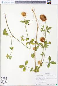 Trifolium vesiculosum image