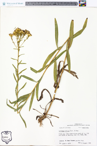 Solidago nitida image