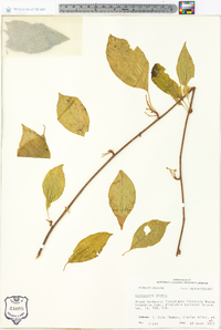 Schisandra glabra image