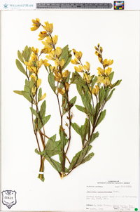 Baptisia sphaerocarpa image