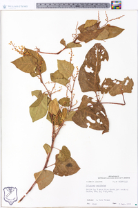 Reynoutria japonica image