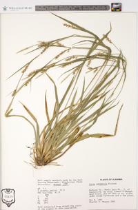 Carex striatula image