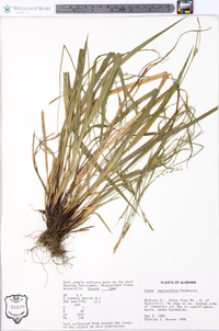 Carex purpurifera image