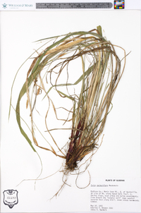 Carex purpurifera image