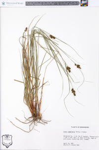 Carex complanata image