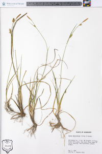 Carex microdonta image