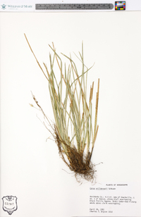 Carex walteriana image